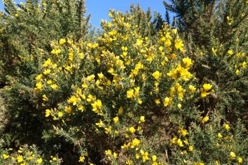 gorse