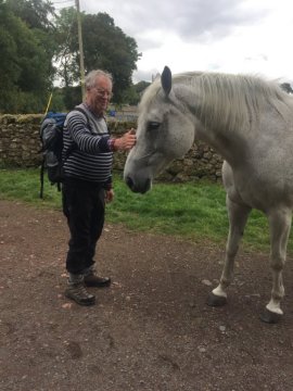 horse