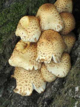 fungi