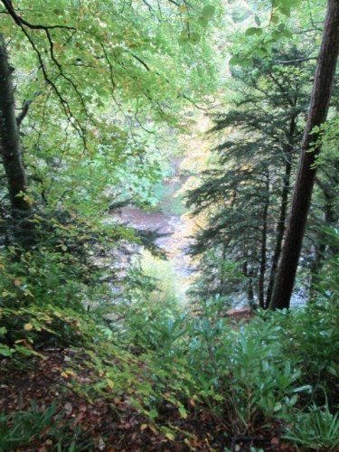 trees