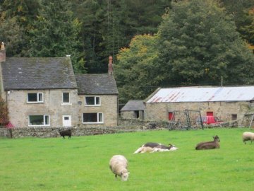 farm