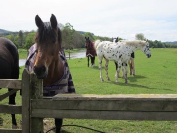 horses