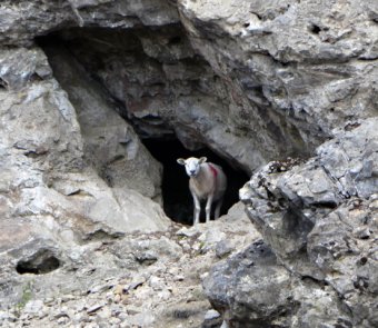 sheep