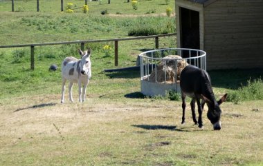 mules