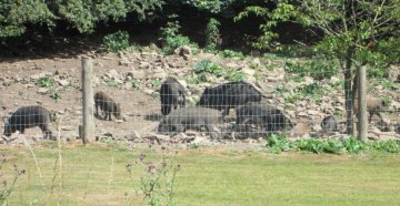 boars