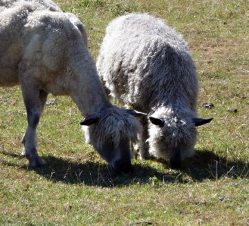 sheep