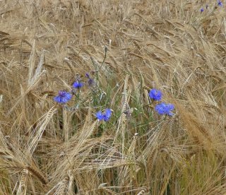 cornflowers