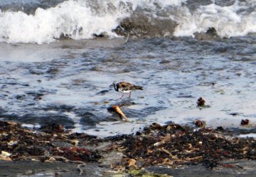 turnstone