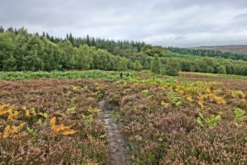 ferns