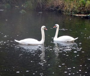 swans