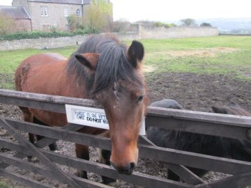 horse