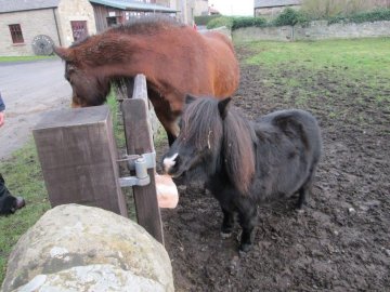 horses