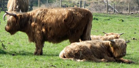 cattle