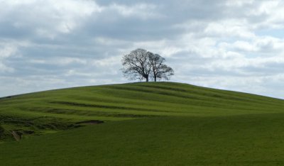 trees