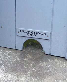hedgehogs