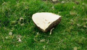 toadstool