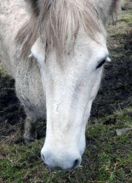 horse