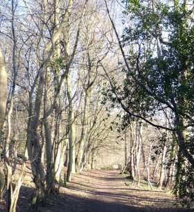 woods