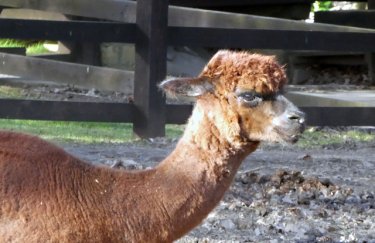 alpaca