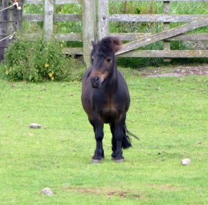 pony