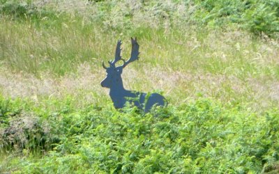 stag