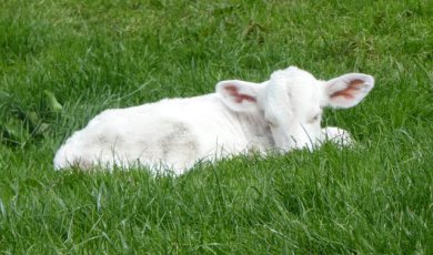 calf