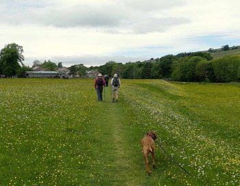 meadows