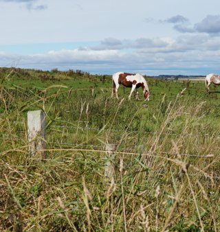 horse