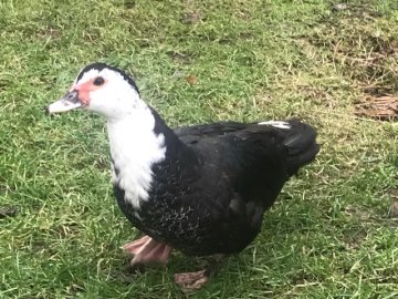 duck