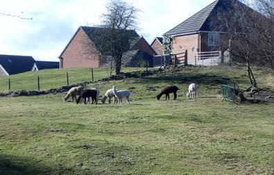 alpacas