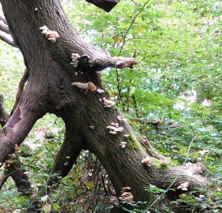 mushrooms