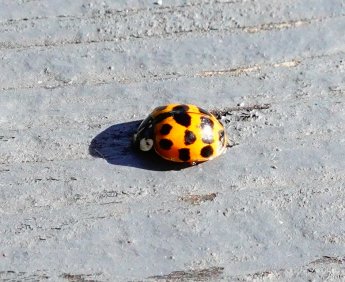 ladybird