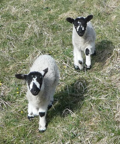 lambs