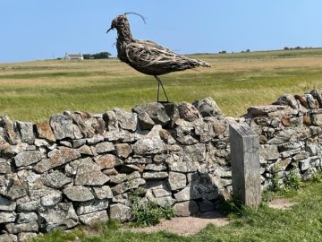 lapwing