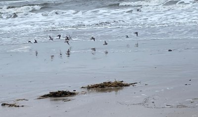 birds