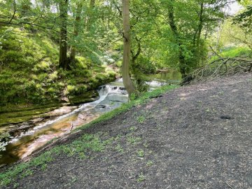 dene