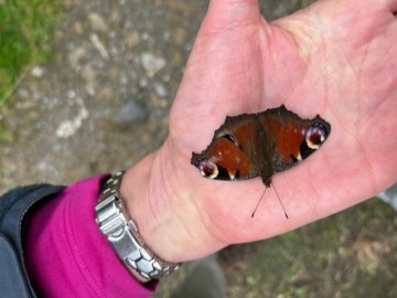 butterfly