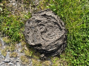 cowpat