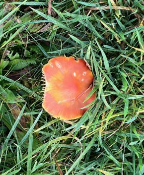 toadstool