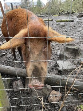 pig