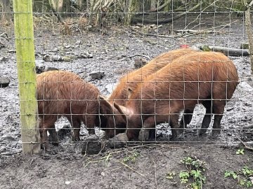 pigs