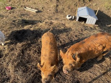 pigs
