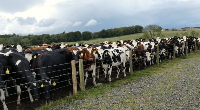 cows