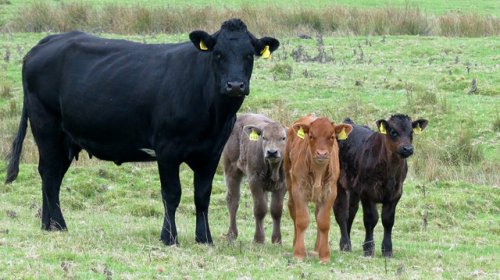 cows