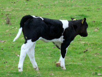 calf