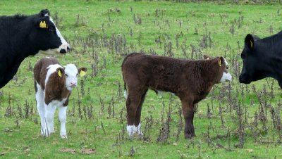 calves