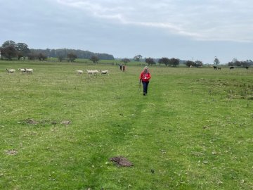 field