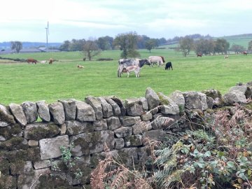cows