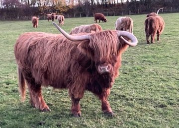 cow